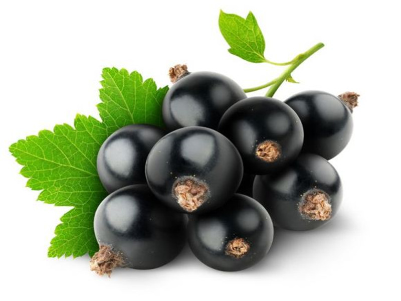 black currant fresh