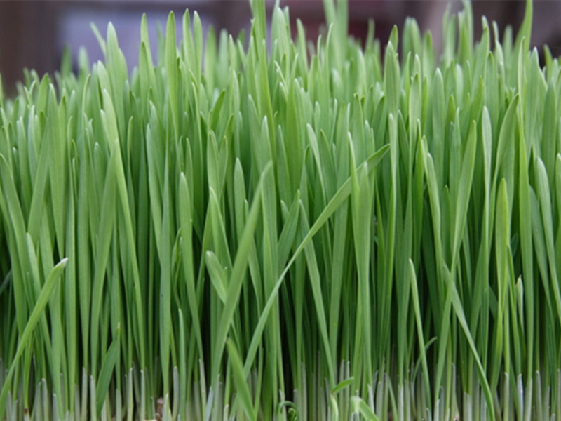 triticum aestivum grass