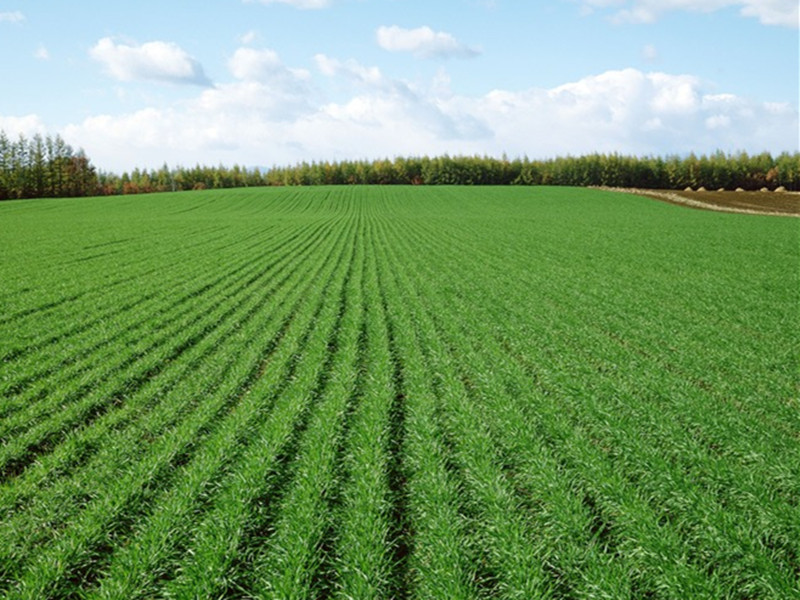 triticum aestivum plant