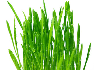 wheat grass juice powder