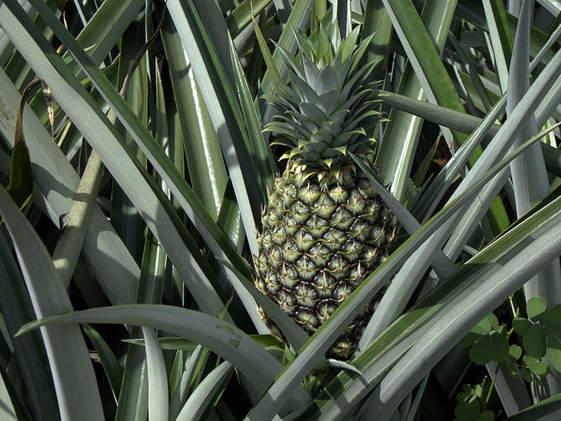 ananas comosus