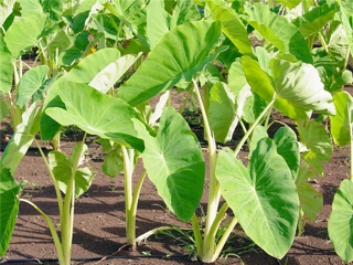 Colocasia esculenta plant