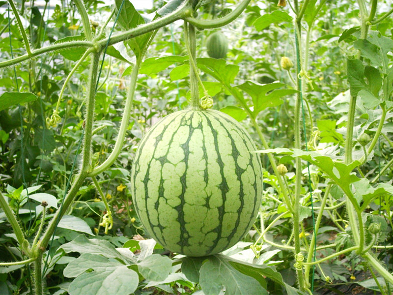 watermelon plant