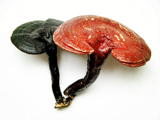 ganoderma lucidum