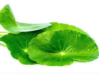 gotu kola leaf