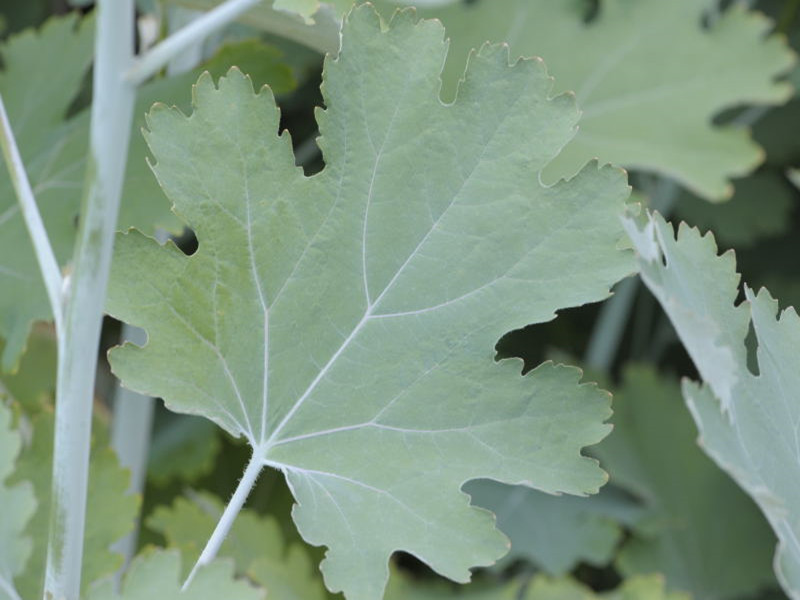 Macleaya cordata