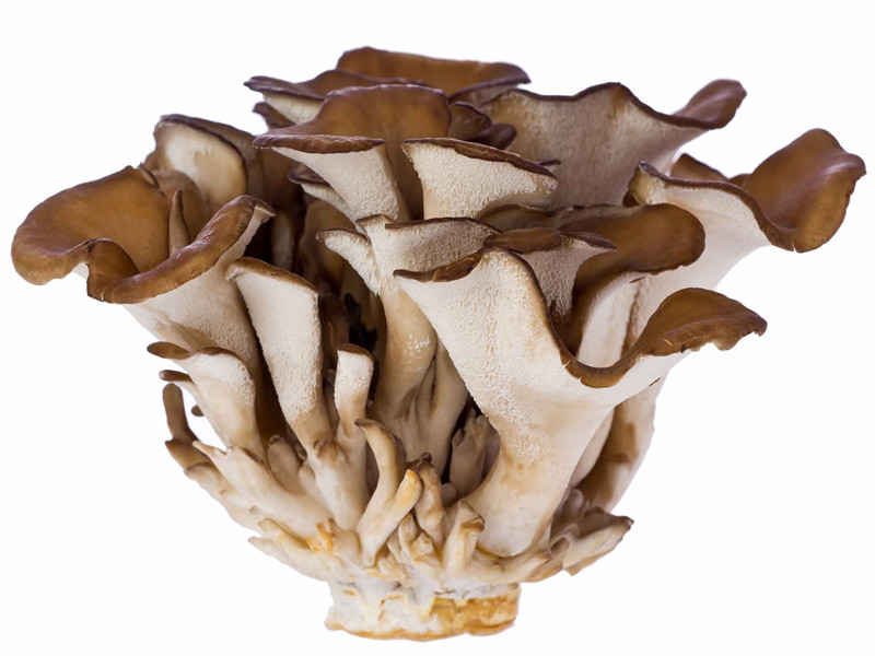 maitake fruit body