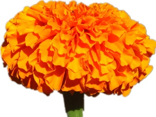 Marigold Flower