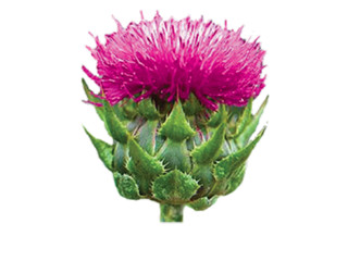 milk thistle