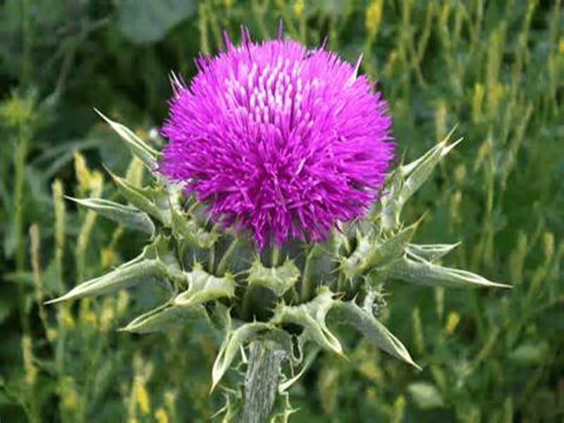 silybum marianum