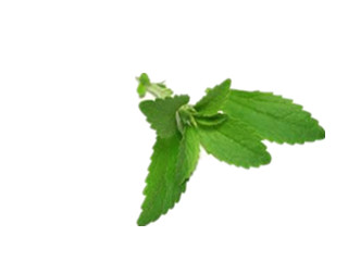 Stevia Leaf 