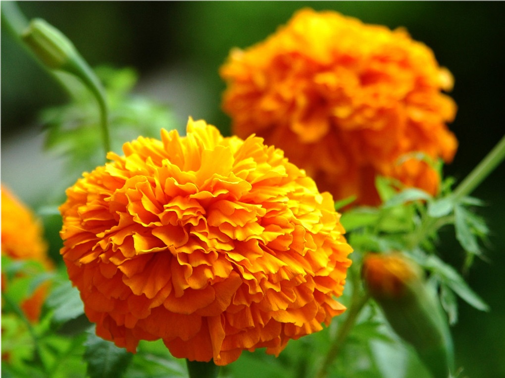 Tagetes erecta 