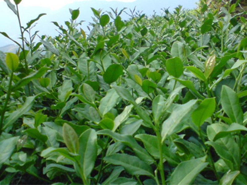 tea plant